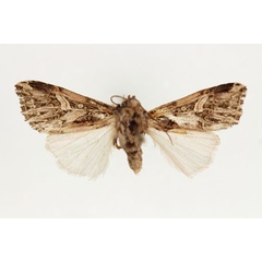 /filer/webapps/moths/media/images/U/unguiculata_Odontestra_HT_RMCA_02.jpg