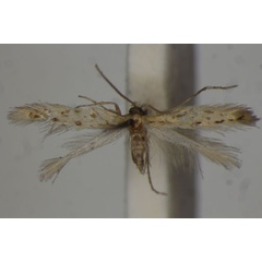 /filer/webapps/moths/media/images/A/amphicrossa_Nyctocyrmata_PLT_BMNH.jpg