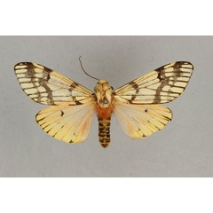 /filer/webapps/moths/media/images/T/trifasciata_Teracotona_AM_BMNH.jpg