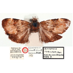 /filer/webapps/moths/media/images/T/turilega_Simaethis_HT_BMNH.jpg
