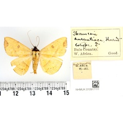 /filer/webapps/moths/media/images/A/aurantiaca_Thermesia_PTM_BMNH.jpg