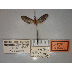 /filer/webapps/moths/media/images/C/collarti_Doratopteryx_HT_RMCA_02.jpg
