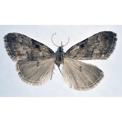 /filer/webapps/moths/media/images/D/drepanucha_Meganola_A_NHMO.jpg