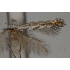/filer/webapps/moths/media/images/C/cotifraga_Lyonetia_A_BMNH.jpg