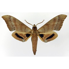 /filer/webapps/moths/media/images/C/comorana_Dargeclanis_AM_Basquin.jpg