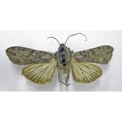 /filer/webapps/moths/media/images/D/daedalis_Cucullia_HT_TMSA.jpg