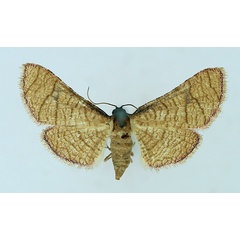 /filer/webapps/moths/media/images/F/flavicilia_Rhodoneura_AF_TMSA.jpg