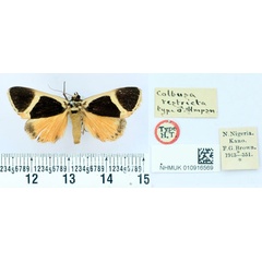 /filer/webapps/moths/media/images/R/restricta_Colbusa_HT_BMNH.jpg
