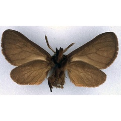 /filer/webapps/moths/media/images/F/flora_Metarctia_HT_BMNH_02.jpg