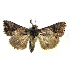 /filer/webapps/moths/media/images/A/accentifera_Ctenoplusia_A_RMCA.jpg