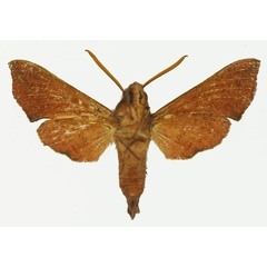 /filer/webapps/moths/media/images/B/burdoni_Temnora_AM_Basquinb.jpg
