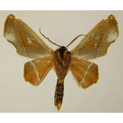 /filer/webapps/moths/media/images/D/diversa_Thenopa_AM_ZSMb.jpg