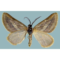/filer/webapps/moths/media/images/D/ditissimaria_Conchylia_AM_ZSMb.jpg