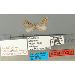 /filer/webapps/moths/media/images/A/altitudinis_Eupithecia_HT_TMSA.jpg