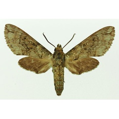 /filer/webapps/moths/media/images/M/micra_Poliana_AM_Basquin_02.jpg