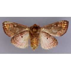 /filer/webapps/moths/media/images/E/elegantissima_Compsotata_A_RMCA_02.jpg