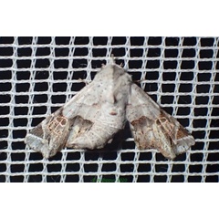 /filer/webapps/moths/media/images/M/mima_Atacira_A_Bippus.jpg