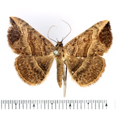 /filer/webapps/moths/media/images/D/digoniata_Maxera_AF_BMNH_02.jpg