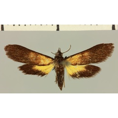 /filer/webapps/moths/media/images/A/anabalis_Mabilleodes_HT_MNHN.jpg