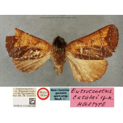 /filer/webapps/moths/media/images/C/catalai_Eutrotonotus_HT_BMNH.jpg