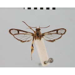 /filer/webapps/moths/media/images/A/auripes_Synanthedon_HT_BMNH.jpg