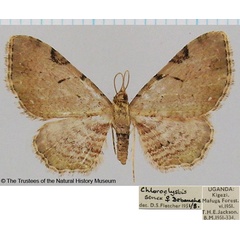 /filer/webapps/moths/media/images/S/senex_Chloroclystis_AF_BMNH.jpg