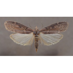 /filer/webapps/moths/media/images/I/imbella_Lamoria_A_Butler.jpg