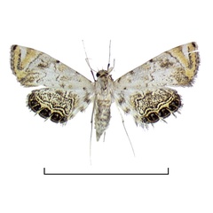 /filer/webapps/moths/media/images/M/mimicalis_Eoophyla_AF2_BMNH.jpg