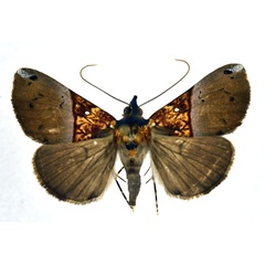 /filer/webapps/moths/media/images/C/cowani_Hypena_A_NHMO.jpg