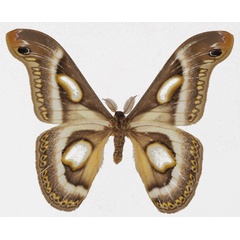 /filer/webapps/moths/media/images/M/mineti_Epiphora_AM_Basquinb.jpg