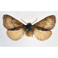 /filer/webapps/moths/media/images/M/megista_Pseudolyra_AF_NHMO.jpg