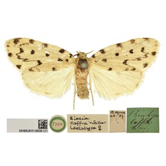 /filer/webapps/moths/media/images/C/caffra_Siccia_LT_BMNH.jpg
