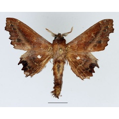 /filer/webapps/moths/media/images/J/jordani_Mimopacha_AM_Basquin_02.jpg