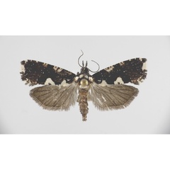 /filer/webapps/moths/media/images/C/continentalis_Dracontogena_AF_KSund_01.jpg