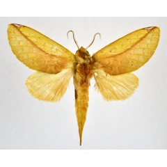 /filer/webapps/moths/media/images/B/bicolorata_Scalmicauda_AM_NHMO.jpg