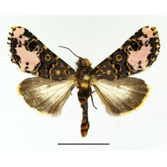 /filer/webapps/moths/media/images/F/florifera_Polytelodes_AM_Basquin_02.jpg