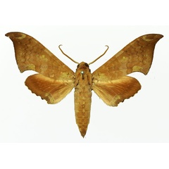 /filer/webapps/moths/media/images/W/wojtusiaki_Polyptychus_AM_Basquin_01.jpg