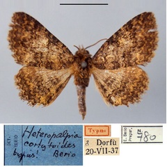 /filer/webapps/moths/media/images/C/cortytoides_Heteropalpia_HT_MSNM.jpg