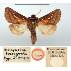 /filer/webapps/moths/media/images/L/leucogonia_Heliophobus_HT_BMNH.jpg