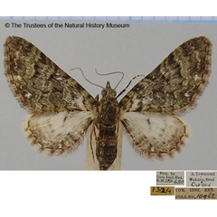 /filer/webapps/moths/media/images/G/gradatilinea_Eupithecia_AF_BMNH.jpg