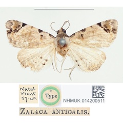 /filer/webapps/moths/media/images/A/anticalis_Zalaca_HT_BMNH.jpg
