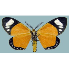 /filer/webapps/moths/media/images/E/ethelinda_Aletis_AM_ZSMb.jpg