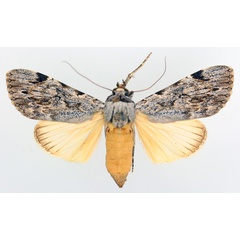 /filer/webapps/moths/media/images/L/lucidus_Archaeopilocornus_AF_TMSA_01.jpg