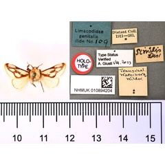 /filer/webapps/moths/media/images/S/similis_Apluda_HT_BMNH.jpg