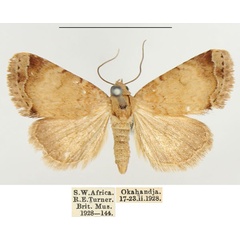 /filer/webapps/moths/media/images/L/limbata_Ozarba_AM_BMNH_02.jpg