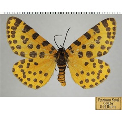 /filer/webapps/moths/media/images/P/pantheraria_Veniliodes_AM_ZSMa.jpg