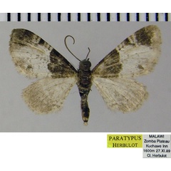 /filer/webapps/moths/media/images/Z/zombensis_Eupithecia_PTF_ZSM_01.jpg