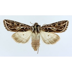 /filer/webapps/moths/media/images/O/orestera_Chiripha_AF_ISEA.jpg
