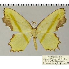 /filer/webapps/moths/media/images/M/malagasy_Gelasmodes_AF_ZSM.jpg