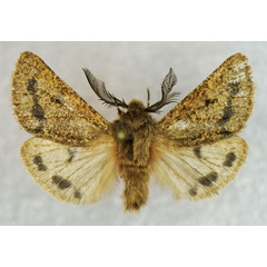 /filer/webapps/moths/media/images/P/paucirubra_Pseudophragmatobia_AM_Stroehle_03.jpg